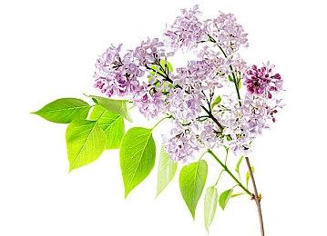 《咩咩启示录》前13分钟实机演示 媒体好评如潮